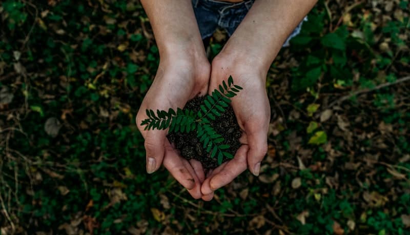 How to pass the ISA Certified Arborist exam