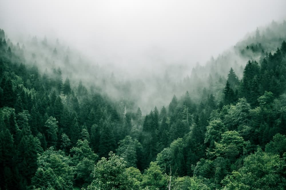 Tree Service SEO and Local SEO strategy