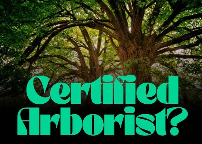ISA Certified Arborist working with trees